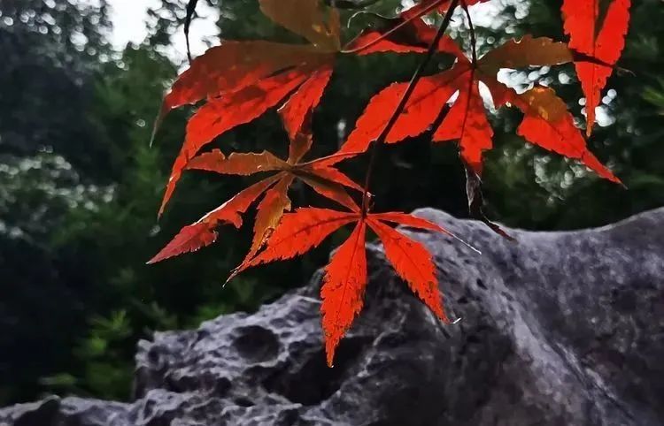 游记 | 登最难的山,走最虐的路,探寻红叶的身影