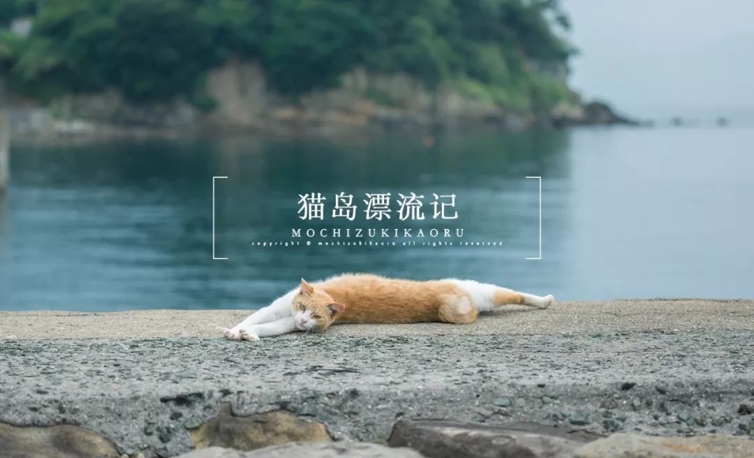 喵 | 猫岛漂流记。