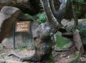 洛阳市西泰山风景区旅游攻略 之 抱母树