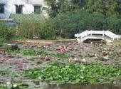 中山紫马岭公园旅游攻略 之 水生植物园