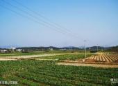广州增城小楼人家景区旅游攻略 之 冬瓜菜心万亩园
