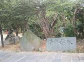 景德镇得雨生态园旅游攻略 之 植被