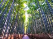 日本京都旅游攻略 之 岚山