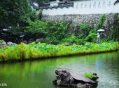 丽水千丝岩旅游攻略 之 石龟