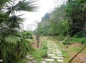 温州黄龙山公园旅游攻略 之 植被