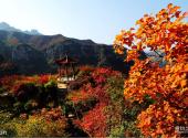 平山紫云山风景区旅游攻略 之 红叶