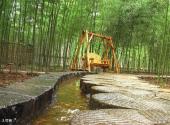 沂南竹泉村旅游区旅游攻略 之 竹林