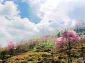 绵阳北川药王谷旅游攻略 之 药林