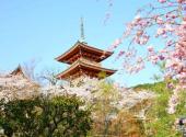 日本清水寺旅游攻略 之 赏樱