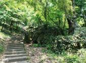 岣嵝峰国家森林公园旅游攻略 之 森林资源