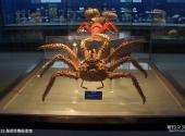 青岛海底世界旅游攻略 之 海洋生物标本馆