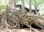 盘县古银杏风景区旅游攻略 之 古树