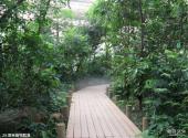 中科院华南植物园旅游攻略 之 雨林植物群落