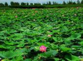 双鸭山安邦河湿地公园旅游攻略 之 植物