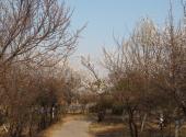 济南千佛山公园旅游攻略 之 桃花园