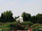 开封禹王台公园旅游攻略 之 牡丹园