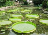 西安植物园旅游攻略 之 水生植物区