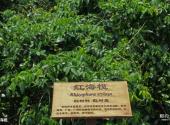 珠海淇澳岛旅游攻略 之 红海榄