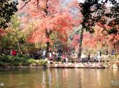 苏州天平山风景区旅游攻略 之 红枫