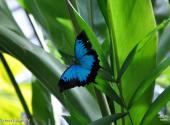 澳大利亚库兰达小镇旅游攻略 之 Ulysses Butterfly