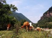 沁水示范牧场旅游攻略 之 山坳