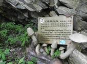 陕西太平国家森林公园旅游攻略 之 地质