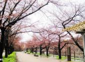 日本大阪城公园旅游攻略 之 樱花
