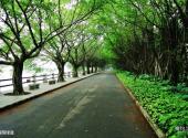 广州南沙滨海湿地旅游攻略 之 榕荫绿道