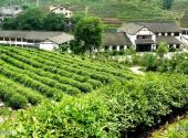 杭州西湖风景名胜区旅游攻略 之 龙井问茶