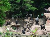 宜宾翠屏山公园旅游攻略 之 生肖雕塑