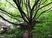 江西汉仙岩风景区旅游攻略 之 千手观音