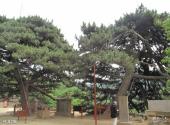 泰安徂徕山国家森林公园旅游攻略 之 龙凤松