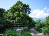 宝鸡太白青峰峡森林公园旅游攻略 之 千年古杉