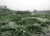 大连前关城市中央湿地公园旅游攻略 之 池