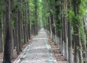 三水荷花世界旅游攻略 之 翠堤