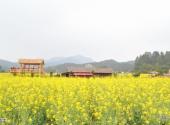 佛山盈香生态园旅游攻略 之 油菜花