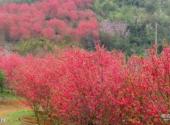 南宁花花大世界旅游攻略 之 桃花园
