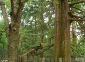 江西庐山风景名胜区旅游攻略 之 三宝树