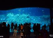 香港海洋公园旅游攻略 之 海洋馆