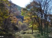 河北黑龙山国家森林公园旅游攻略 之 森林公园