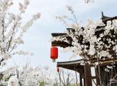 西安青龙寺旅游攻略 之 风景