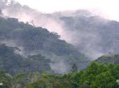 海南吊罗山国家森林公园旅游攻略 之 热带雨林