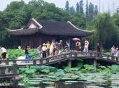 杭州西湖风景名胜区旅游攻略 之 曲院风荷