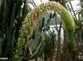 深圳仙湖植物园旅游攻略 之 沙漠植物区