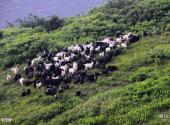 沁水示范牧场旅游攻略 之 牛羊成群