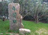 扬州茱萸湾公园旅游攻略 之 千萸林