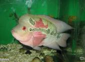 青岛水族馆旅游攻略 之 高颌丽体鱼