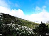 昆明轿子雪山风景区旅游攻略 之 杜鹃