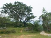 琼中百花岭风景区旅游攻略 之 鹿树