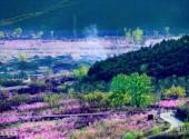 北京平谷桃花海景区旅游攻略 之 崔杏路花海